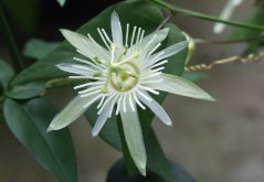 Mukenka vanilková (Passiflora capsularis) 5 semien