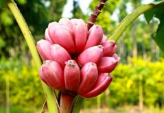 Banánovník Velutina (Musa velutina) 5 semen