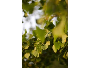 Ginkgo biloba для кращої пам'яті