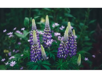 Inspiración: Plantas perennes de floración prolongada