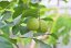 Kvajáva (Psidium guajava) 10 semen