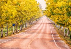 Kasie obecná (Cassia fistula) 7 semen