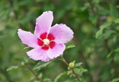 Ibišek syrský (Hibiscus syriacus) 10 semen