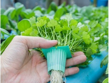 Hydropónia pre začiatočníka Hydropónia je moderná metóda pestovania rastlín bez pôdy, ktorá využíva živný roztok priamo pre korene rastlín. Táto technológia sa stáva čoraz obľúbenejšou medzi domácimi pestovateľmi aj profesionálmi, pretože ponúka množstvo výhod oproti tradičnému pestovaniu v pôde. Čo je hydropónia? Hydropónia je spôsob pestovania, pri ktorom rastliny rastú v inertnom substráte alebo priamo vo vodnom prostredí obohatenom o živiny. Namiesto pôdy, ktorá tradičně slúži ako médium pre živiny a podporu rastlín, sa pri hydropónii živiny dodávajú priamo do koreňového systému prostredníctvom živného roztoku. Základný princíp je jednoduchý: korene rastlín sú neustále alebo pravidelne vystavené živnému roztoku, ktorý obsahuje všetky potrebné makro a mikroživiny v presne kontrolovanom pomere. Tým sa eliminujú problémy spojené s pôdou, ako sú škodcovia, choroby alebo nevyvážená výživa. Výhody hydropónie pre začiatočníkov Hydropónne pestovanie prináša množstvo benefitov, ktoré ocenia aj začiatočníci: Rýchlejší rast a vyššia úroda – Rastliny majú priamy prístup k živinám a kyslíku, čo podporuje ich rýchlejší rast až o 30-50% v porovnaní s pestovaním v pôde Úspora vody – Hydropónne systémy spotrebujú až o 90% menej vody ako tradičné pestovanie, pretože voda sa recykluje v systéme Kontrola nad výživou – Môžete presne regulovať, aké živiny a v akom množstve rastliny dostávajú Menej škodcov a chorôb – Absencia pôdy znamená menej problémov s pôdnymi škodcami a patogénmi Pestovanie kdekoľvek – Hydropóniu môžete prevádzkovať vnútri aj vonku, v byte, na balkóne alebo v skleníku Čistejšie pestovanie – Žiadna špina z pôdy, jednoduchšie udržiavanie čistoty Typy hydropónnych systémov Pre začiatočníkov existuje niekoľko základných typov hydropónnych systémov, ktoré sa líšia zložitosťou a náročnosťou na údržbu: 1. Deep Water Culture (DWC) Najjednoduchší systém pre začiatočníkov. Rastliny sú umiestnené v sieťkových kvetináčoch, ktoré sú ponorené v živnom roztoku. Vzduchová pumpa zabezpečuje okysličovanie roztoku. Tento systém je ideálny pre pestovanie šalátu, bylín alebo rajčín. 2. Kapkový systém Živný roztok je privádzaný ku koreňom rastlín prostredníctvom kvapkáčov. Systém môže byť recirkulačný (roztok sa vracia späť) alebo prietoková (roztok sa nerecykluje). Vhodný pre širokú škálu rastlín a ľahko rozšíriteľný. 3. Ebb and Flow (Príliv a odliv) Rastliny sú umiestnené v nádobách naplnených substratom. Živný roztok sa pravidelne zaplavuje do nádoby a potom odteká späť. Tento cyklus zabezpečuje dostatok živín a kyslíka pre korene. 4. NFT (Nutrient Film Technique) Tenký film živného roztoku preteká cez koreňový systém rastlín umiestnených v mierne sklonennom kanáli. Systém vyžaduje nepretržitú cirkuláciu, ale je veľmi efektívny pre pestovanie listovej zeleniny. 5. Aeroponika Najmodernejší, ale aj najnáročnejší systém. Korene rastlín visia vo vzduchu a sú pravidelne rosené živným roztokom vo forme jemnej hmly. Poskytuje excelentné okysličenie koreňov. Čo budete potrebovať na začiatok Pre začiatok s hydropóniou si pripravte nasledujúce komponenty: Základné vybavenie: Hydropónny systém – Môžete si kúpiť hotovú sadu alebo si systém postaviť sami Nádrž na roztok – Odporúča sa nepriehľadná nádrž, aby sa predišlo rastu rias Vzduchová pumpa a kameň – Pre okysličovanie živného roztoku Hydroponické hnojivo – Špecializované hnojivá ako BioBizz alebo Plagron obsahujúce všetky potrebné živiny Substrát – Napríklad keramzit, kókosové vlákna, perlít alebo minerálna vlna Sieťkové kvetináče – Pre umiestnenie rastlín v systéme pH meter a EC meter – Pre meranie kyslosti a vodivosti roztoku pH regulátory – Pre úpravu kyslosti roztoku (pH Down/Up) Voliteľné, ale užitočné: Osvetlenie – LED alebo výbojky pre vnútorné pestovanie Časovač – Pre automatizáciu čerpania Ventilátor – Pre cirkuláciu vzduchu Teplomer – Pre monitorovanie teploty roztoku Krok za krokom: Ako začať s hydropóniou Krok 1: Výber systému a umiestnenia Pre prvé skúsenosti odporúčame začať s jednoduchým DWC systémom. Vyberte si miesto s prístupom k elektrine a vode. Ak pestujete vnútri, zabezpečte dostatočné osvetlenie (minimálne 6-8 hodín denne). Krok 2: Zostavenie systému Postupujte podľa návodu k vášmu systému. Pri DWC systéme: - Naplňte nádrž vodou - Nainštalujte vzduchovú pumpu a kameň - Umiestnite sieťkové kvetináče s rastlinami - Pridajte substrát do kvetináčov Krok 3: Príprava živného roztoku Toto je jeden z najdôležitejších krokov. Použite kvalitné hydroponické hnojivá a postupujte podľa dávkovania od výrobcu. Všeobecné odporúčania: EC hodnota: začiatočníci 1.0-1.5 mS/cm, rastliny vo vegetácii 1.5-2.0 mS/cm, kvitnúce rastliny 2.0-2.5 mS/cm pH hodnota: ideálne 5.5-6.5 (väčšina rastlín preferuje 5.8-6.2) Teplota roztoku: optimálne 18-22°C Krok 4: Výber a umiestnenie rastlín Pre začiatočníkov sú najlepšie voľbou: Listová zelenina – šalát, špenát, rukola Bylinky – bazalka, mäta, petržlen, koriander Zelenina – rajčiny cherry, papriky, uhorky (vyžadujú trochu viac starostlivosti) Mladé sadenice môžete nakúpiť alebo si ich vopred vypestovať zo semien v kontajneroch so substratom. Pri presadení jemne opláchnite korene od pôdy. Krok 5: Monitorovanie a údržba Pravidelná starostlivosť zahŕňa: Denné kontroly – Skontrolujte hladinu vody, vizuálny stav rastlín Meranie pH a EC – Minimálne každé 2-3 dni, v prípade potreby upravte Výmena roztoku – Každé 2-3 týždne vymeňte celý živný roztok Čistenie systému – Pravidelne čistite nádrž a komponenty, aby sa predišlo rastu rias a baktérií Kontrola koreňov – Zdravé korene by mali byť biele; hnedé alebo slizké korene indikujú problém Najčastejšie chyby začiatočníkov 1. Nesprávne pH Príliš vysoké alebo nízke pH blokuje príjem živín, aj keď sú v roztoku prítomné. Pravidelne kontrolujte a upravujte pH na optimálnu hodnotu pre vaše rastliny. 2. Nadmerné hnojenie Viac neznamená lepšie. Prílišná koncentrácia živín môže spáliť korene a poškodiť rastliny. Začnite s nižšími dávkami a postupne zvyšujte podľa potreby. 3. Nedostatočné okysličovanie Korene potrebujú kyslík rovnako ako živiny. Zabezpečte, aby vzduchová pumpa pracovala nepretržite a bola dostatočne výkonná pre objem vašej nádrže. 4. Nesprávna teplota roztoku Príliš teplý roztok (nad 24°C) podporuje rast patogénnych baktérií a znižuje rozpustnosť kyslíka. V lete môže byť potrebné roztok chladiť. 5. Zanedbanie čistoty Špinavý systém je ideálnym prostredím pre patogény. Udržiavajte všetky komponenty čisté a vymeňte roztok pravidelne. 6. Zlý výber rastlín Začiatočníci by sa mali vyhnúť náročným plodinám. Začnite s jednoduchou listovou zeleninou alebo bylinkami, než sa pustíte do pestovania rajčín alebo paprikiek. Riešenie bežných problémov Žltnúce listy Nedostatok dusíka – zvýšte koncentráciu hnojiva Príliš vysoké pH – živiny nie sú dostupné Nedostatok svetla – pridajte viac svetla alebo predĺžte fotoperiódou Hnedé korene Nedostatok kyslíka – skontrolujte vzduchovú pumpu Príliš vysoká teplota roztoku – ochlaďte roztok Koreňová hniloba – vymeňte roztok, ošetrite korene peroxidom vodíka (H₂O₂) Pomalý rast Nedostatočné osvetlenie Nesprávne pH alebo EC Nízka teplota prostredia alebo roztoku Nedostatok kyslíka v koreňovej zóne Rast rias Príliš veľa svetla na roztokreflektoru – použite nepriehľadnú nádrž Vysoké živiny a svetlo – znížte EC hodnotu Riešenie: pridajte peroxid vodíka, zakryte nádrž, znížte osvetlenie Tipy pre úspešné začiatky Začnite v malom – Jeden alebo dva jednoduché systémy vám pomôžu naučiť sa základy bez preťaženia Vedenie záznamov – Zapisujte si pH, EC, teplotu a pozorovania o rastlinách. Pomôže vám to identifikovať vzorce a problémy Buďte trpezliví – Prvá úroda nemusí byť dokonalá, ale s každým cyklom sa zlepšíte Pridajte sa do komunity – Online