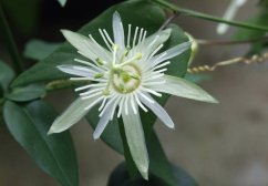 Gros plan sur une fleur blanche de passiflore vanille aux pétales filiformes blancs et centre verdâtre sur fond de feuilles Gros plan sur une fleur blanche de passiflore vanille aux pétales filiformes blancs et centre verdâtre sur fond de feuilles