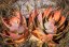 Aloe vanbalenii (Aloe vanbalenii) 6 semen