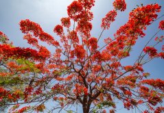 Detail červeno-oranžových květů hořícího stromu Delonix regia na větvích s výraznou korunu proti modrému nebi s bílými mraky