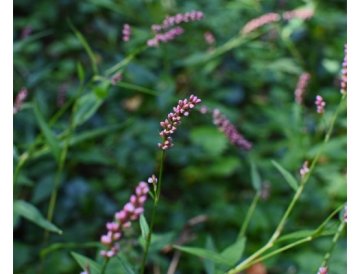 Persicaria
