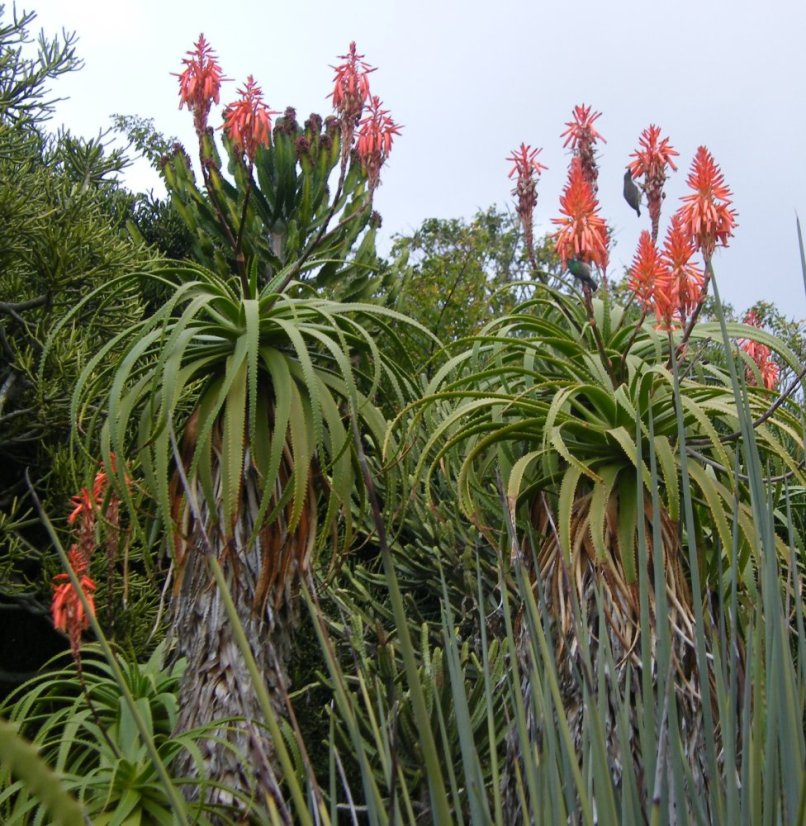 Aloe pluridens (Aloe pluridens) 6 semen