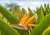 Strelitzia regală cu floare portocalie distinctă și detalii albastre, înconjurată de frunze verzi cu nervuri caracteristice în mediu tropical