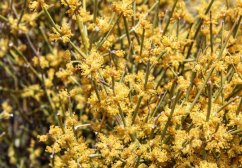 Chvojník křehký (ephedra fragilis) 8 semen