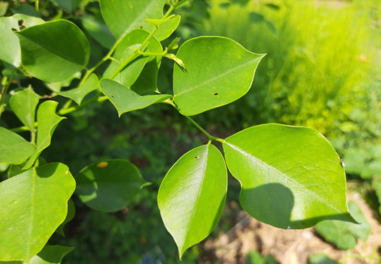 Dalbergia širokolistá (Dalbergia latifolia) 7 semen