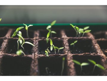 Ontkiemen van zaden ## Wat is ontkiemen van zaden? Ontkiemen van zaden is het eerste en meest cruciale proces in de levenscyclus van elke plant. Het is het moment waarop een droog zaad tot leven komt en begint met de vorming van een nieuwe plant. Dit proces begint wanneer het zaad water absorbeert en de beschermende zaadcoat barst, waarna het worteltje (radicle) en vervolgens de eerste kiemblaadjes (cotylen) naar buiten komen. ## Hoe werkt het ontkiemen van zaden? Voor succesvol ontkiemen hebben zaden drie basisvoorwaarden nodig: Water - activeert enzymen en geeft het zaad de mogelijkheid om zich uit te breiden Zuurstof - nodig voor ademhaling en energieproductie Optimale temperatuur - meestal tussen 20-25°C, afhankelijk van de soort Bij sommige soorten is ook licht nodig, maar de meeste zaden ontkiemen het beste in het donker. Het proces begint met het doordringen van water in het zaad (imbibition), wat leidt tot het zwellen en activeren van stofwisselingprocessen. Vervolgens begint de celdeling en groei, wat resulteert in het doorbreken van de zaadcoat en het verschijnen van het worteltje. ## Ontkiemmethoden ### Ontkiemen in watten of kokosvezel Dit is een van de meest populaire methoden, vooral voor beginners. Plaats de zaden tussen vochtige watten of op kokosvezel en houd ze vochtig, maar niet doornat. Plaats ze op een warme plek (20-25°C) en controleer regelmatig. Binnen enkele dagen zou u het worteltje moeten zien verschijnen. ### Ontkiemen in water Plaats de zaden in een glas lauw water gedurende 12-24 uur. Deze methode is geschikt voor zaden met een hardere schaal. Na deze tijd planten we ze in substraat of zetten we het ontkiemingsproces voort met een andere methode. ### Directe zaai in substraat Zaai de zaden direct in vochtig substraat op een diepte van ongeveer 1-2 cm. Deze methode vermindert stress bij het overplanten, maar vereist meer ervaring om optimale vochtigheid en temperatuur te behouden. ### Gebruik van een kiemstation Professionele kiemstations bieden ideale omstandigheden voor het ontkiemen - gecontroleerde temperatuur, vochtigheid en beluchting. Ze zijn een investering die zich uitbetaalt bij het regelmatig kweken van planten uit zaad. ## Tips voor succesvol ontkiemen Gebruik vers, hoogwaardig zaad van betrouwbare bronnen Handhaaf een constante temperatuur zonder grote schommelingen Zorg voor voldoende vochtigheid, maar voorkom verzadiging met water Bescherm de zaden tegen direct zonlicht tijdens het ontkiemen Houd alles schoon om schimmelvorming te voorkomen Wees geduldig - sommige soorten kunnen tot 2 weken nodig hebben om te ontkiemen ## Meest voorkomende problemen bij het ontkiemen Zaden ontkiemen niet Oorzaken kunnen zijn oude of slecht opgeslagen zaden, onjuiste temperatuur, te droog of te nat substraat, of een te harde zaadschil die moet worden geschuurd. Schimmelvorming Overmatige vochtigheid en slechte luchtcirculatie leiden tot schimmelvorming. Gebruik schoon materiaal en houd een optimale vochtigheidsgraad aan. Langzaam ontkiemen Dit is vaak het gevolg van lage temperatuur. Verplaats de zaden naar een warmere plek of gebruik een verwarmingsmat. ## Verzorging na het ontkiemen Zodra het worteltje verschijnt en 1-2 cm lang is, plant u het zaad voorzichtig in het eindsubstraat. De wortel moet naar beneden gericht zijn en het zaad mag niet te diep worden bedekt. De eerste dagen beschermt u de jonge plant tegen direct zonlicht en zorgt u voor gelijkmatige vochtigheid van het substraat. Voor zaden zijn ook speciale kweekkasten geschikt, die optimale omstandigheden voor groei bieden totdat de zaailing sterk genoeg is voor overplanting naar een grotere pot of naar buiten.