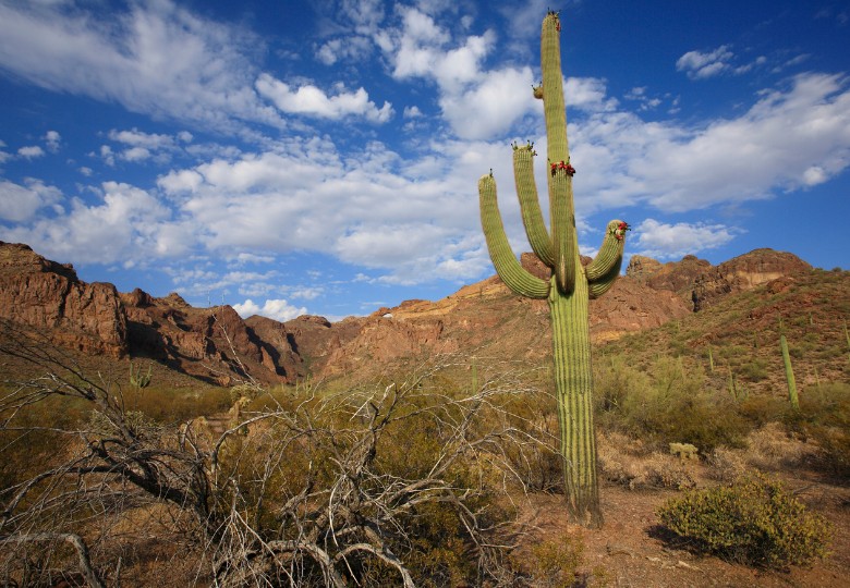 Saguaro (Carnegiea gigantea) 5 semen