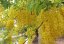 Kasie obecná (Cassia fistula) 7 semen