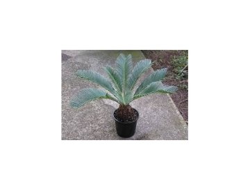 Cycas Japonés - Símbolo de Longevidad
