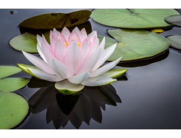 Flores de Loto en el Jardín