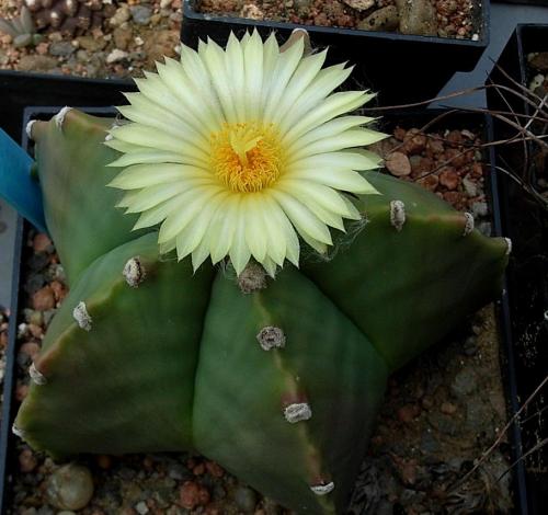 Flor de cactus crema amarilla Myriostigma con pétalos densos y centro prominente sobre cuerpo verde angular con características manchas blancas