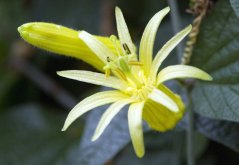 Mučenka žltá (Passiflora flavicarpa) 6 semien