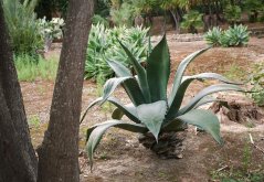 Suuri sinivihreä Agave salmiana jäykine lehtineen ja piikkisine reunoineen kasvaa kuivassa puutarhassa puiden keskellä hiekkaisessa maassa Suuri sinivihreä Agave salmiana jäykine lehtineen ja piikkisine reunoineen kasvaa kuivassa puutarhassa puiden keskellä hiekkaisessa maassa