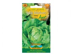 Salát hlávkový raný Amur