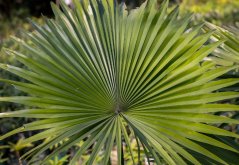 Serenoa plazivá (Serenoa repens) 4 semena