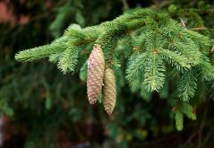 Smrk tibetský (Picea smithiana) 10 semen