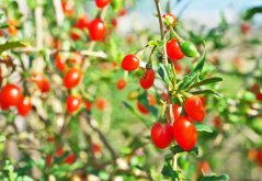 Frutas ovaladas rojas de goji en ramas verdes de goji con pequeñas hojas, bayas maduras colgando de las ramitas en el jardín