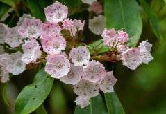 Dalbergia širokolistá (Dalbergia latifolia) 7 semen