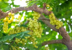 Angrešt malajský (phyllanthus acidus) 3 semena