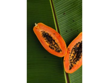 Papaya från frö