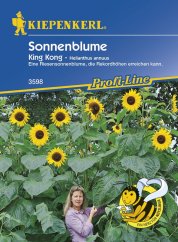 Slunečnice -Helianthus King Kong