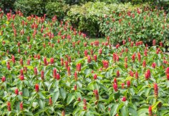 Zázvor okrasný (Zingiber clarkeii) 5 semen