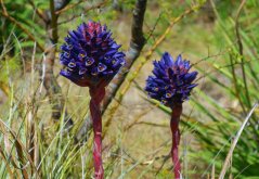 Puja venusta (Puya venusta) 7 semen