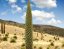 Puja mirabilis (Puya mirabilis) 7 semen
