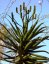 Aloe rupestris (Aloe rupestris) 6 semen
