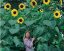 Slunečnice -Helianthus King Kong
