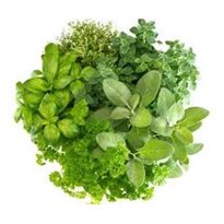 Bylinky a léčivky - Moravo Seed