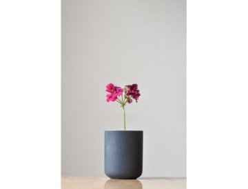 Pelargonios: el adorno de los alféizares de las ventanas
