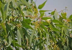 Korymbie citroníková (Corymbia citriodora) - 5 semen