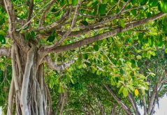 Fíkovník banyán (Ficus benghalensis) 5 semen