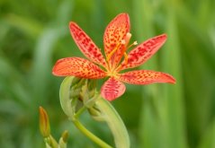 Angínovník čínský (Belamcanda chinensis) 5 semen