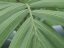 Detalle de hoja verde plumosa de palmera real con nervaduras suaves y estructura característica típica de Archontophoenix cunninghamiana