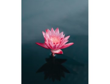 Lotus indien - plante sacrée