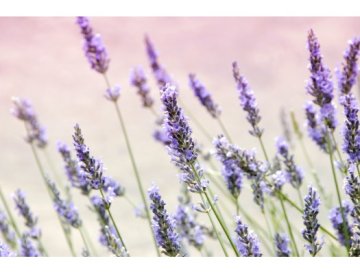 El aroma de la lavanda te cautivará