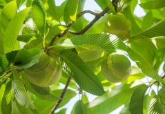 Dilenie indická (Dillenia indica) 5 semen