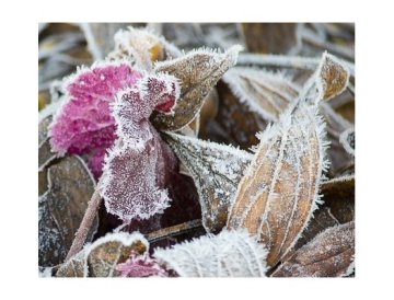 January - Grower's Calendar