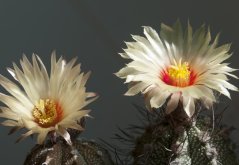 Kaktus Niveum (Astrophytum niveum) 6 semien
