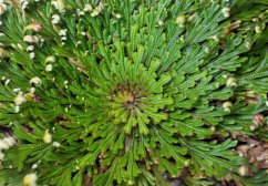 Detalle de Hechtie lepidophylla con roseta de hojas verdes y pequeños brotes blancos, bromelia resistente a la sequía y heladas