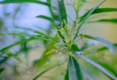 Dodonea lepkavá (Dodonaea viscosa subsp. viscosa) 9 semen